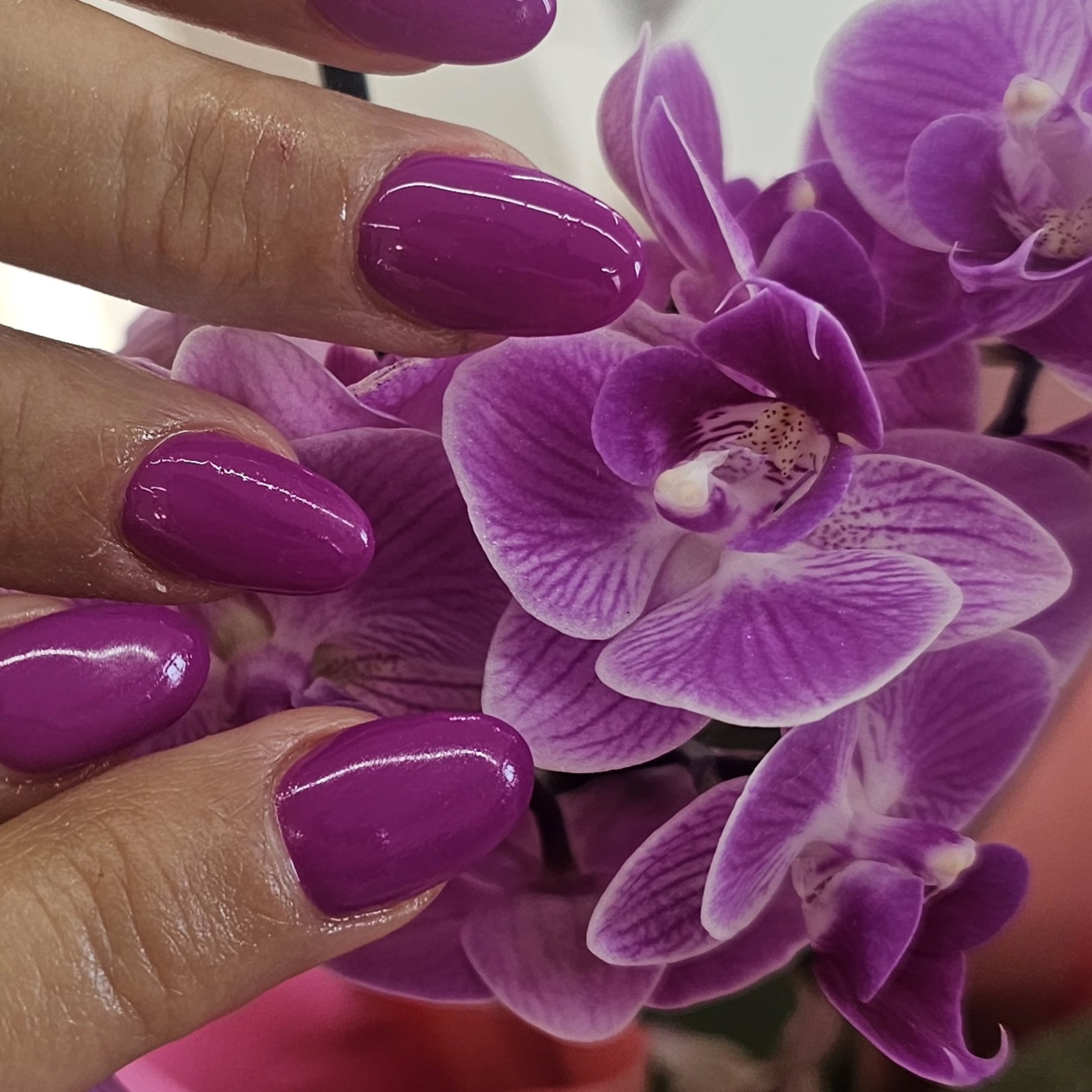 Manicure viola lucida